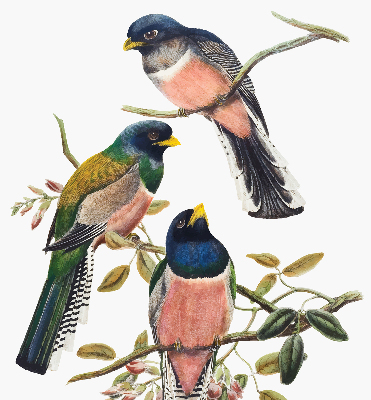 Store intérieur Oiseaux sur les branches