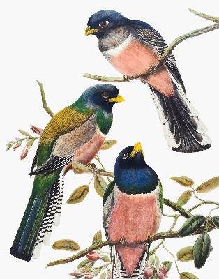 Store intérieur Oiseaux sur les branches