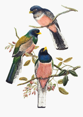 Store intérieur Oiseaux sur les branches