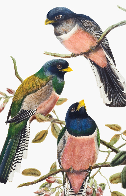 Store intérieur Oiseaux sur les branches