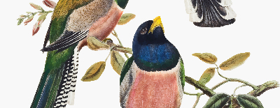 Store intérieur Oiseaux sur les branches