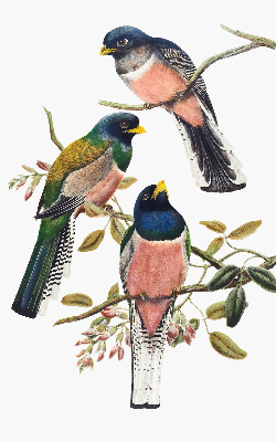 Store intérieur Oiseaux sur les branches