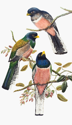 Store intérieur Oiseaux sur les branches