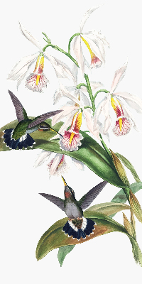 Store enrouleur Oiseaux sur une fleur