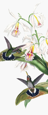 Store enrouleur Oiseaux sur une fleur