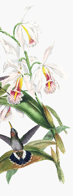 Store enrouleur Oiseaux sur une fleur