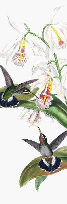 Store enrouleur Oiseaux sur une fleur