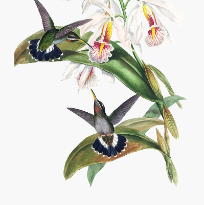 Store enrouleur Oiseaux sur une fleur