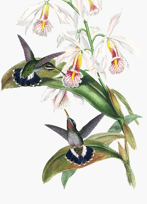 Store enrouleur Oiseaux sur une fleur