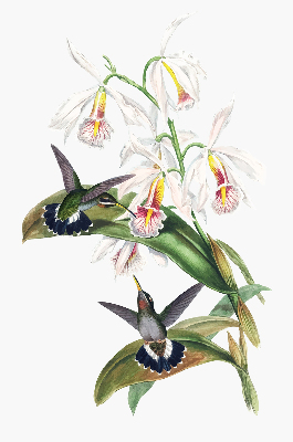 Store enrouleur Oiseaux sur une fleur