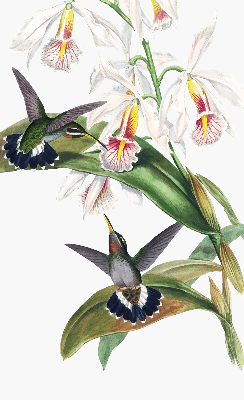 Store enrouleur Oiseaux sur une fleur