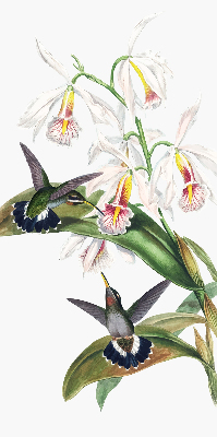 Store enrouleur Oiseaux sur une fleur