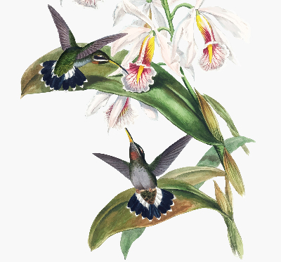 Store enrouleur Oiseaux sur une fleur