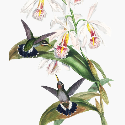 Store enrouleur Oiseaux sur une fleur