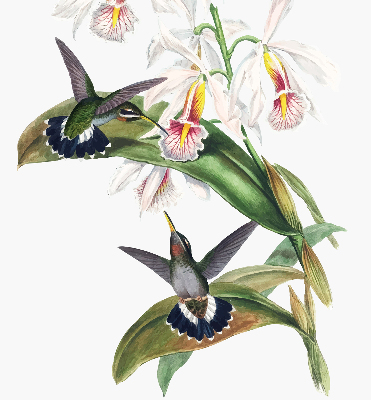 Store enrouleur Oiseaux sur une fleur