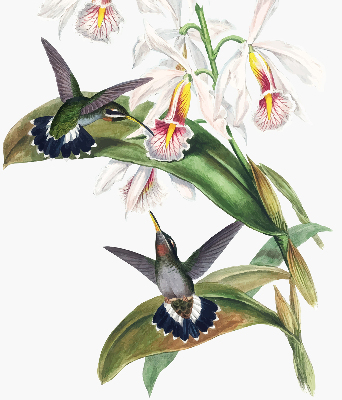 Store enrouleur Oiseaux sur une fleur