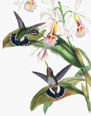 Store enrouleur Oiseaux sur une fleur