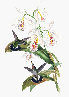 Store enrouleur Oiseaux sur une fleur