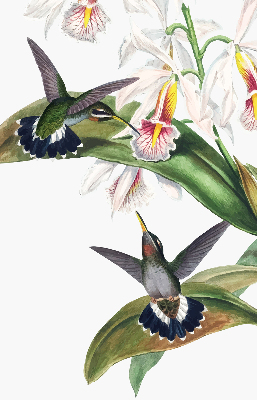 Store enrouleur Oiseaux sur une fleur