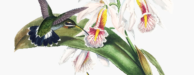 Store enrouleur Oiseaux sur une fleur