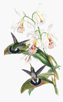 Store enrouleur Oiseaux sur une fleur