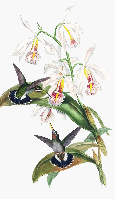 Store enrouleur Oiseaux sur une fleur