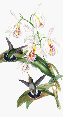 Store enrouleur Oiseaux sur une fleur