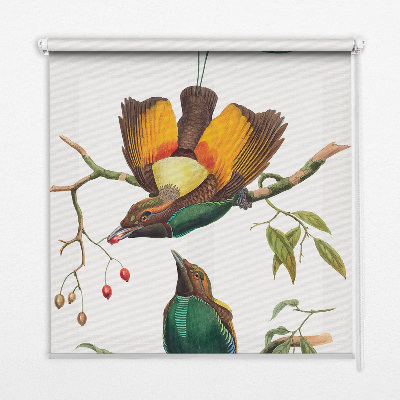 Store intérieur Oiseaux sur une branche