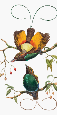 Store intérieur Oiseaux sur une branche