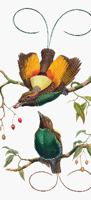 Store intérieur Oiseaux sur une branche