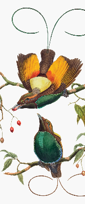 Store intérieur Oiseaux sur une branche