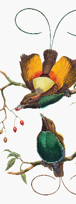 Store intérieur Oiseaux sur une branche