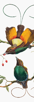 Store intérieur Oiseaux sur une branche