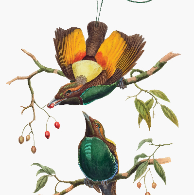 Store intérieur Oiseaux sur une branche