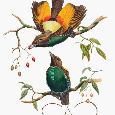 Store intérieur Oiseaux sur une branche