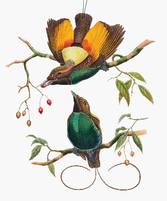 Store intérieur Oiseaux sur une branche