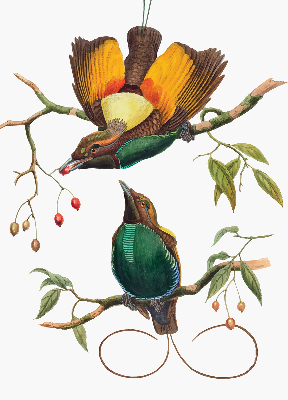 Store intérieur Oiseaux sur une branche