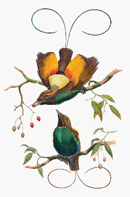 Store intérieur Oiseaux sur une branche