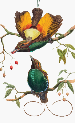 Store intérieur Oiseaux sur une branche