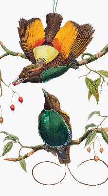 Store intérieur Oiseaux sur une branche