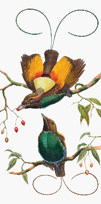 Store intérieur Oiseaux sur une branche