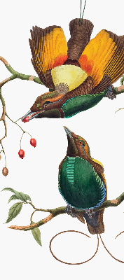 Store intérieur Oiseaux sur une branche