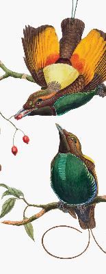 Store intérieur Oiseaux sur une branche