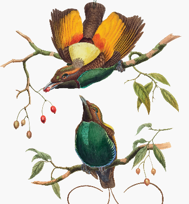 Store intérieur Oiseaux sur une branche