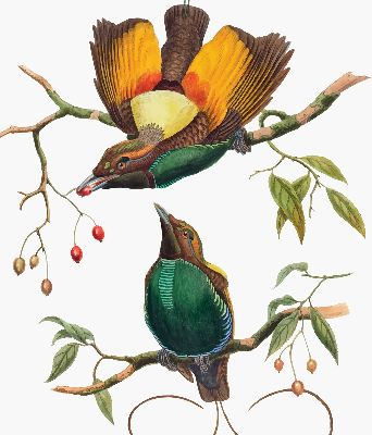 Store intérieur Oiseaux sur une branche