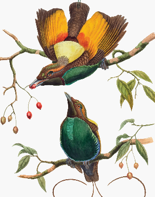 Store intérieur Oiseaux sur une branche