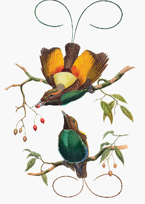 Store intérieur Oiseaux sur une branche