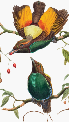 Store intérieur Oiseaux sur une branche