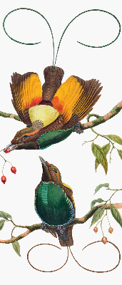 Store intérieur Oiseaux sur une branche