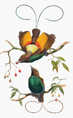 Store intérieur Oiseaux sur une branche